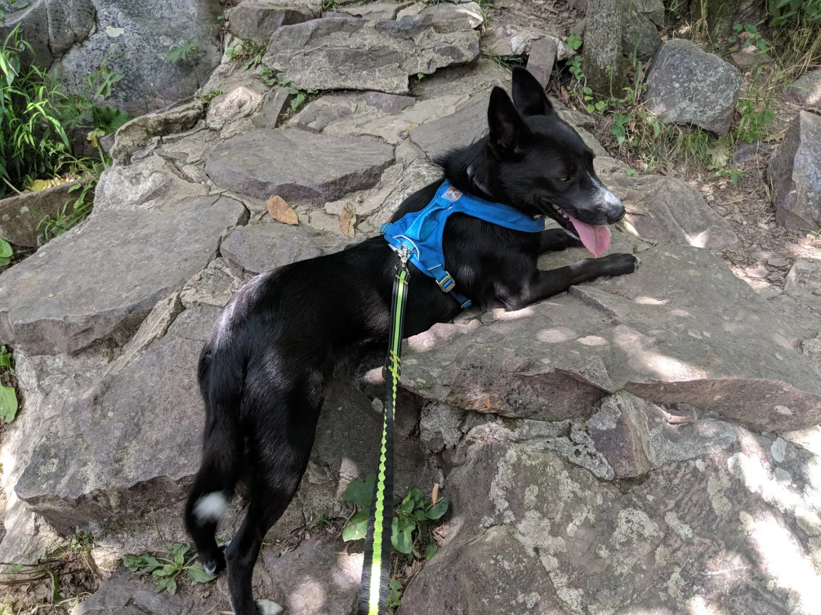 Lost dog in Fort Atkinson, WI, 53538