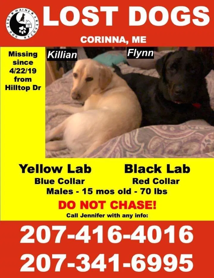 Lost dog in Corinna, ME, 4928