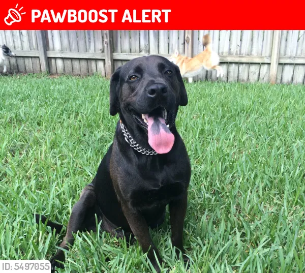 Lost dog in Baltimore, MD, 21229