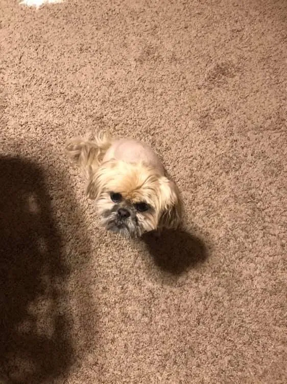 Lost dog in Austin, AR, 72007