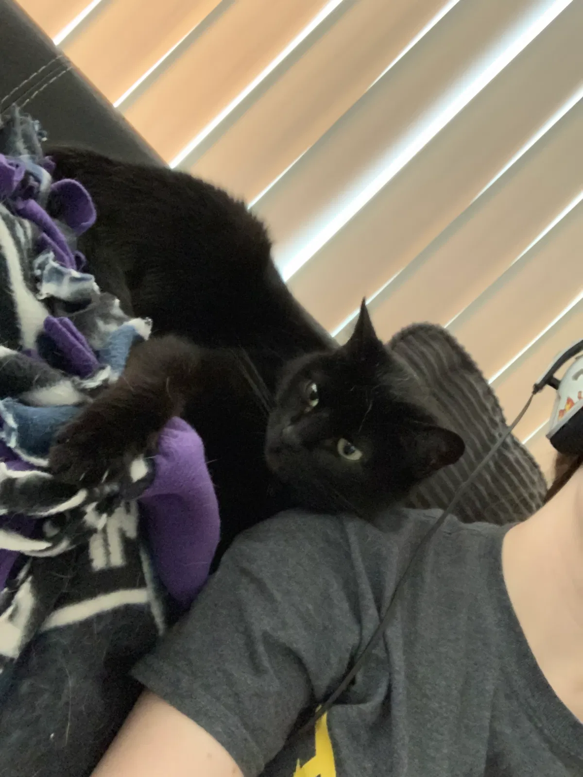 Lost cat in Fort Hood, TX, 76544