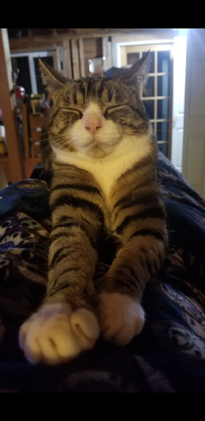 Lost cat in Sedro Woolley, WA, 98284