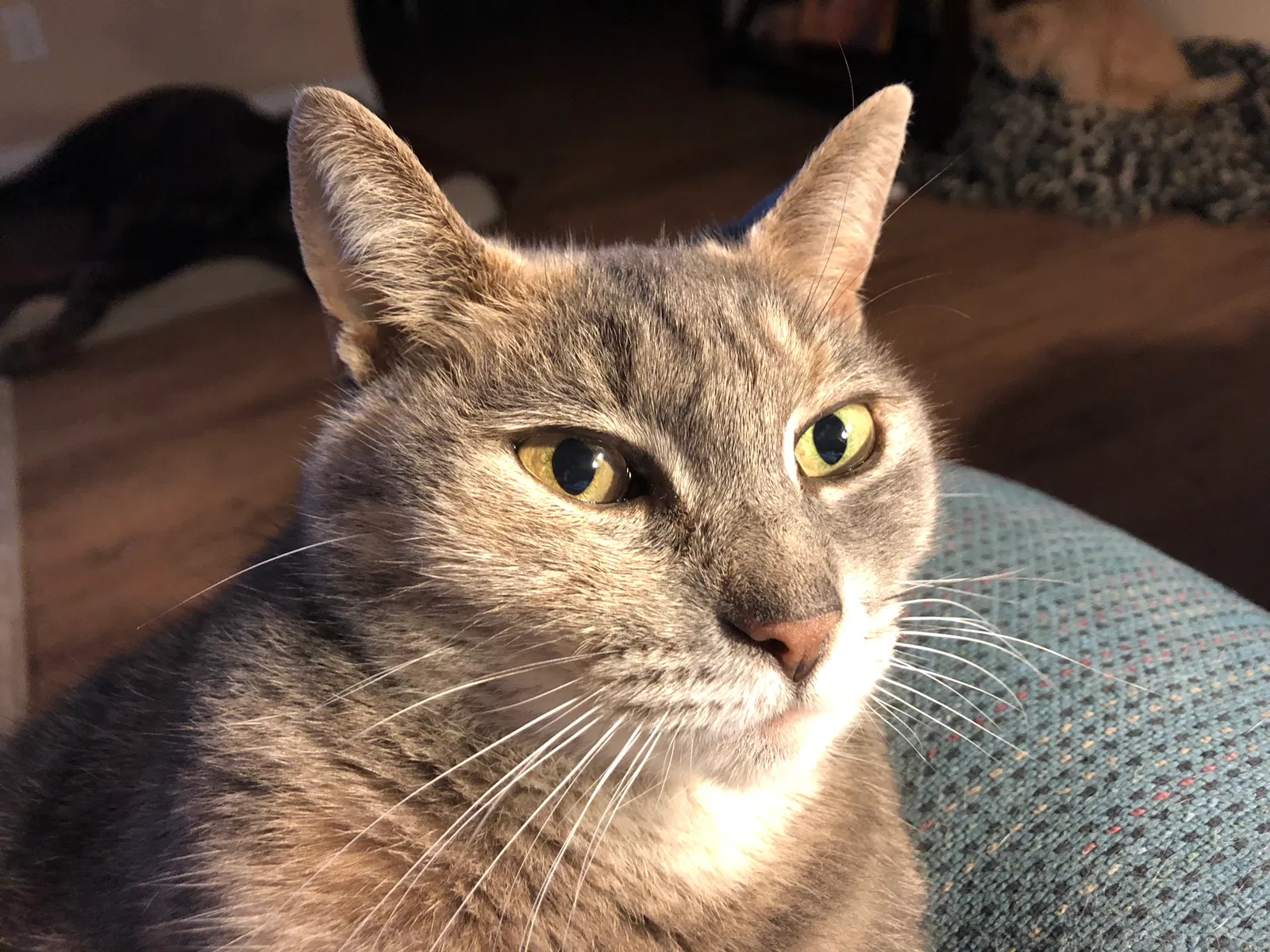 Lost cat in Keystone Heights, FL, 32656