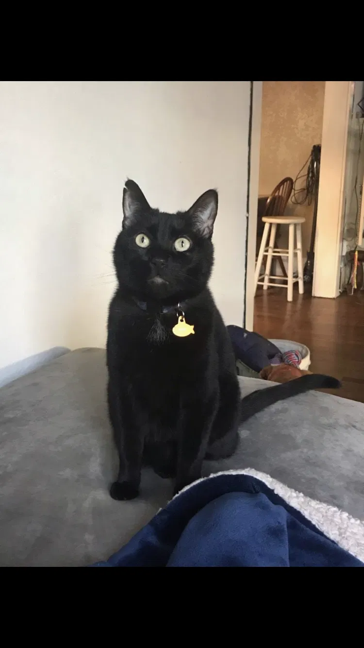 Lost cat in Fort Worth, TX, 76107