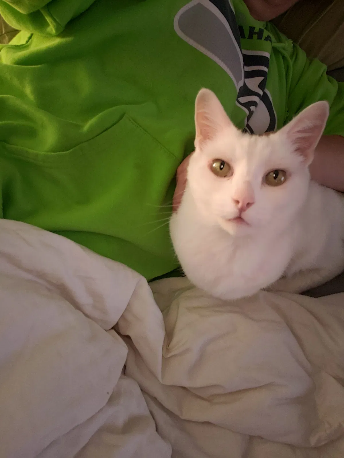 Lost cat in Seattle, WA, 98188