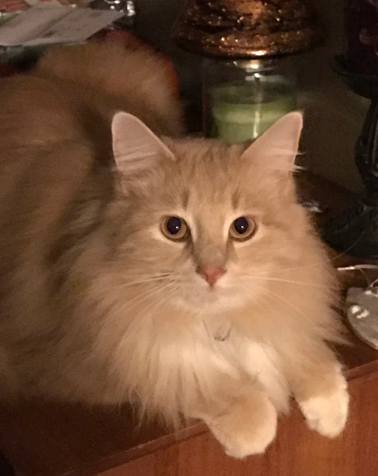 Lost cat in Dawsonville, GA, 30534