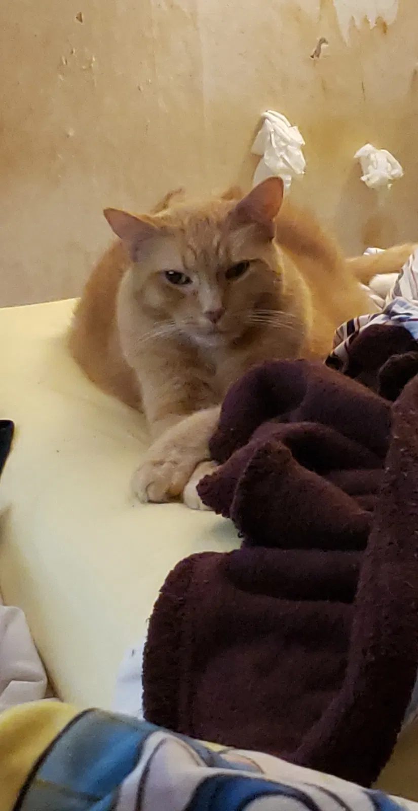 Lost cat in Cambria, WI, 53923