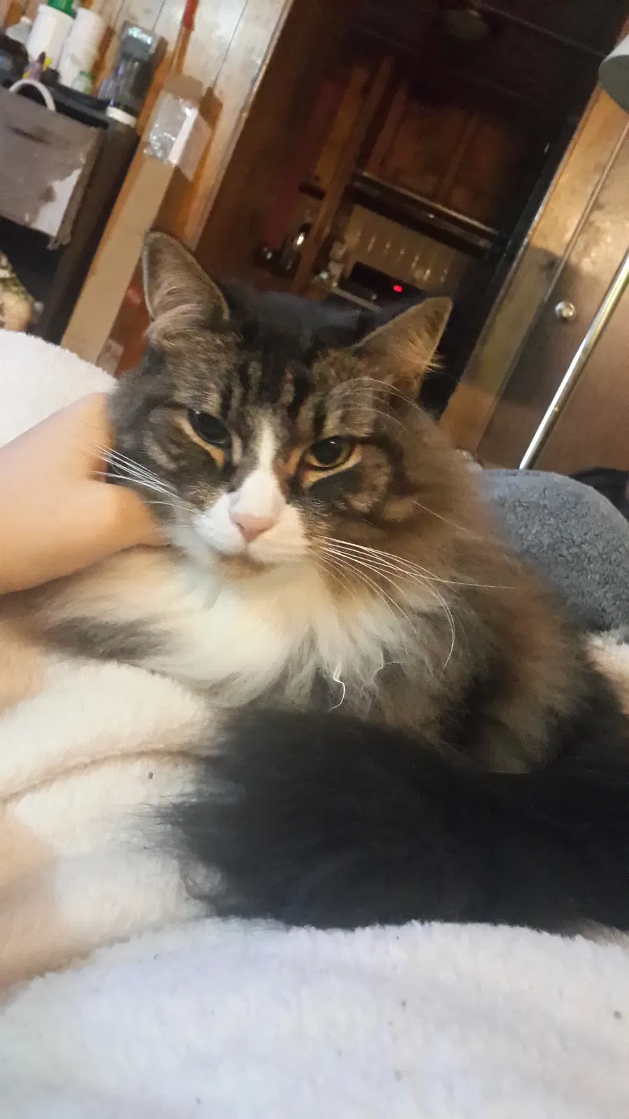 Lost cat in Greeley, CO, 80631