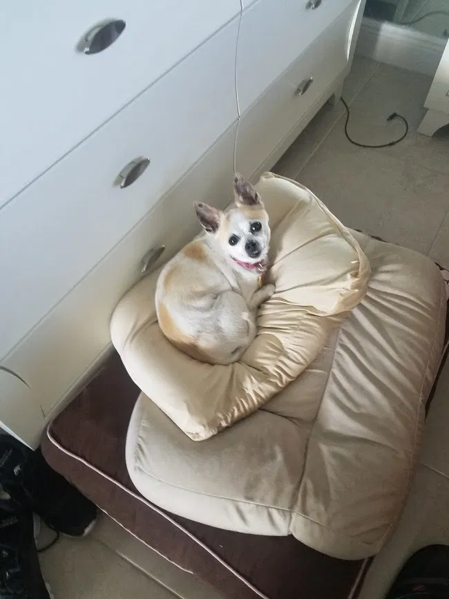 Lost dog in Lake Worth, FL, 33461