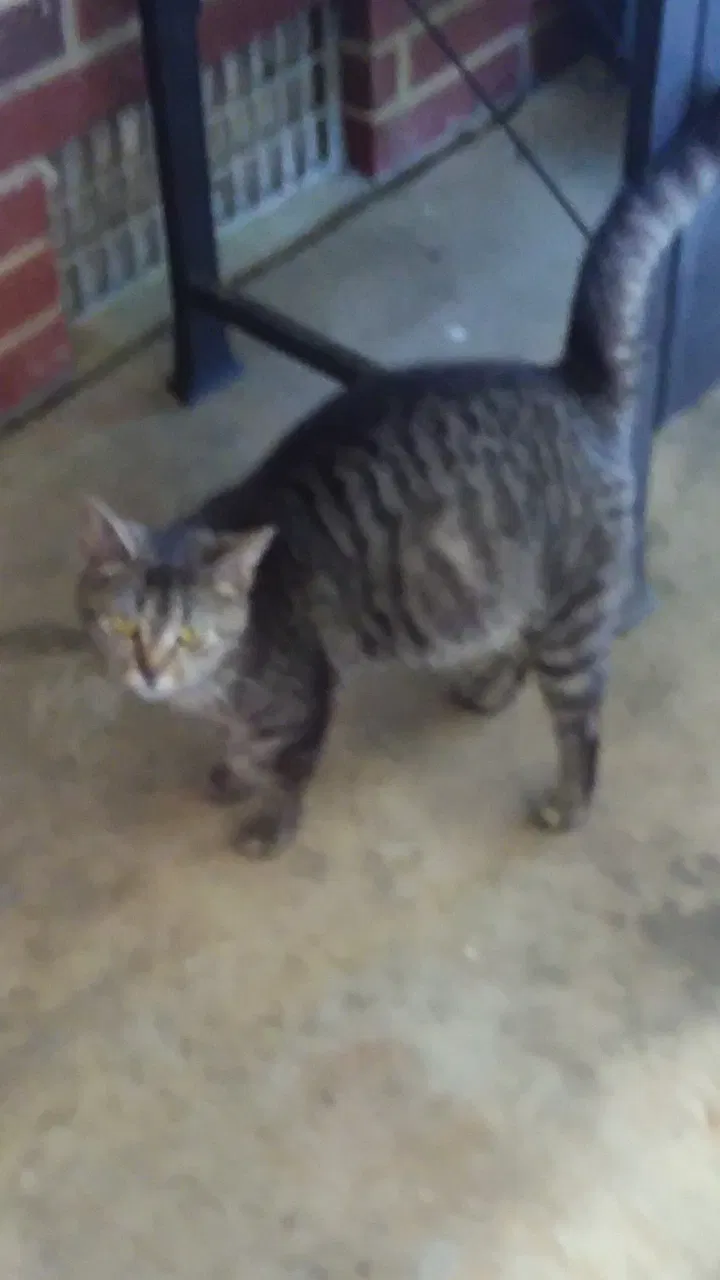 Lost cat in High Point, NC, 27262