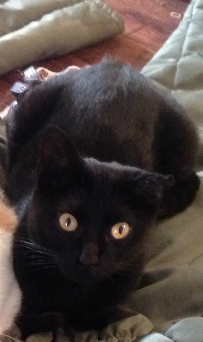 Lost cat in Cleburne, TX, 76033