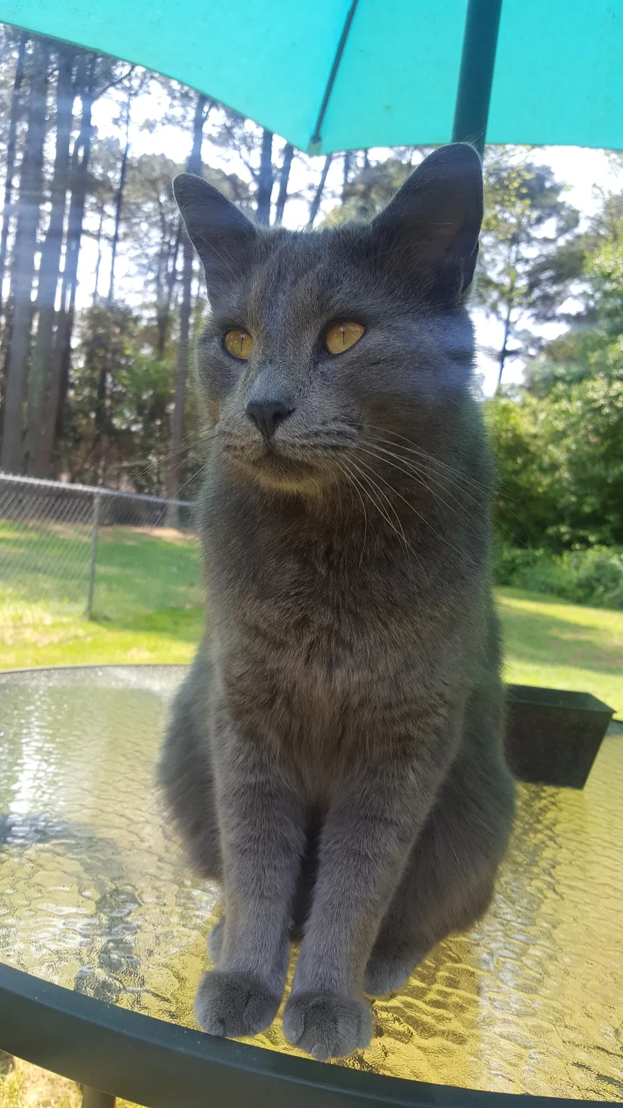 Lost cat in Norcross, GA, 30093