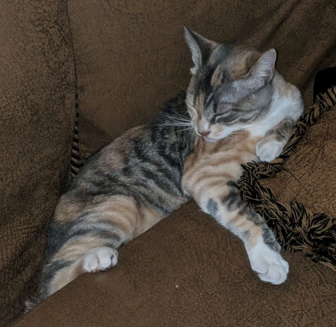 Lost cat in Sarasota, FL, 34233