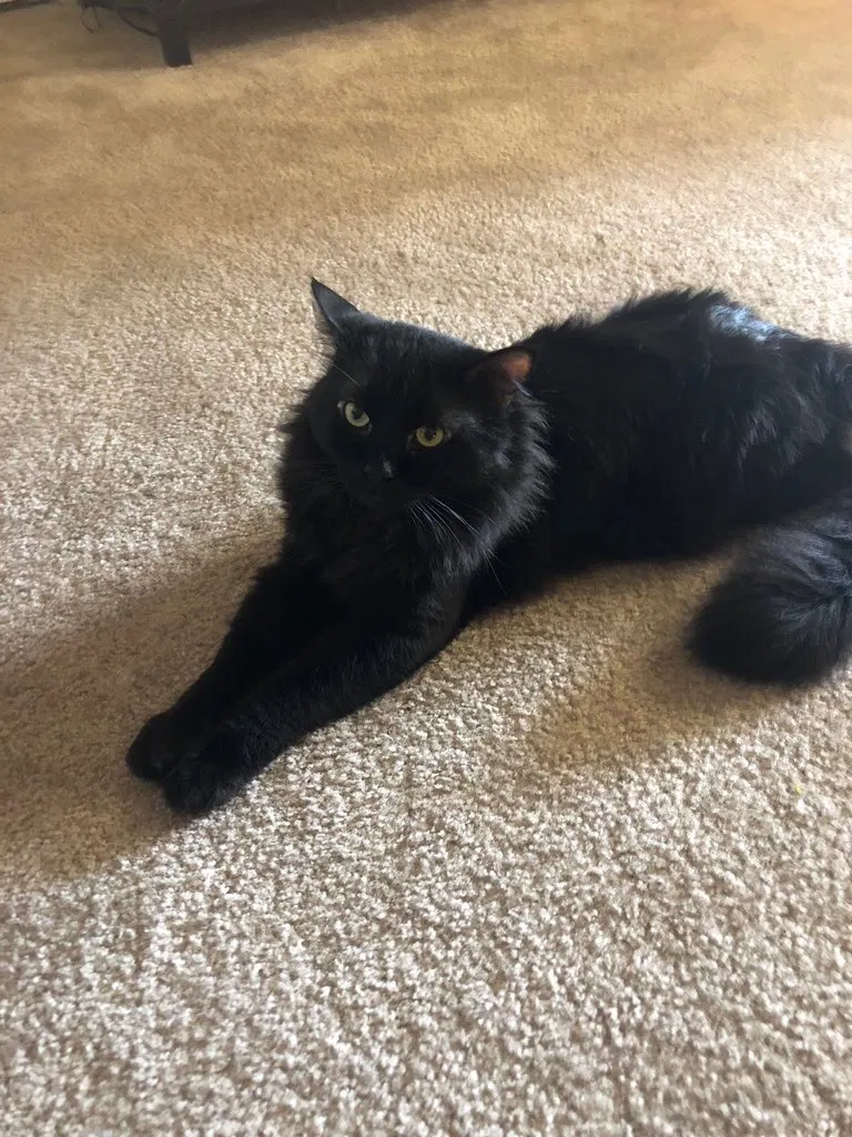Lost cat in College Park, MD, 20742