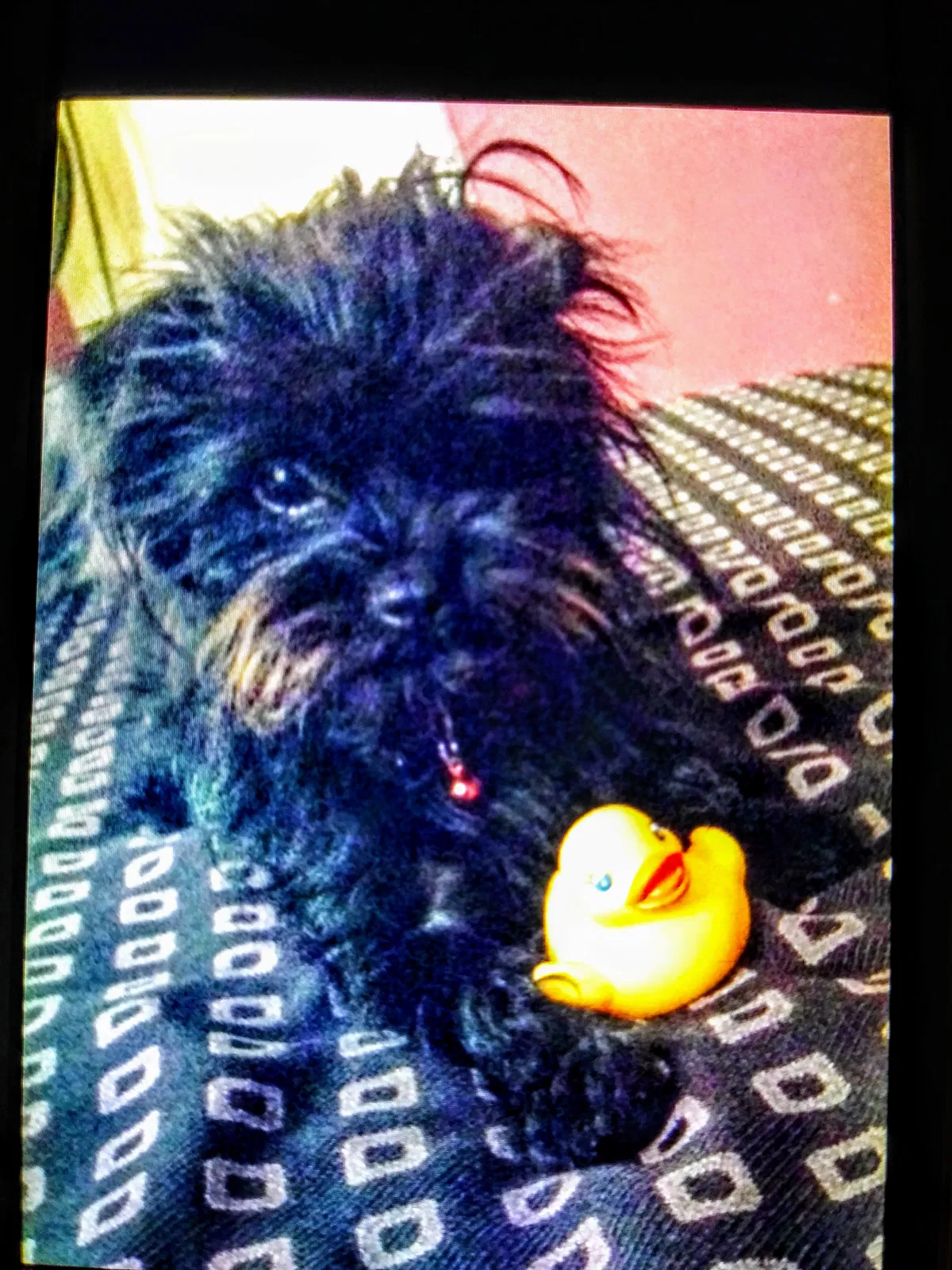 Lost dog in Highland, CA, 92346