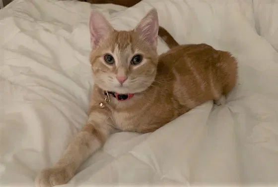 Lost cat in Leeds, AL, 35094