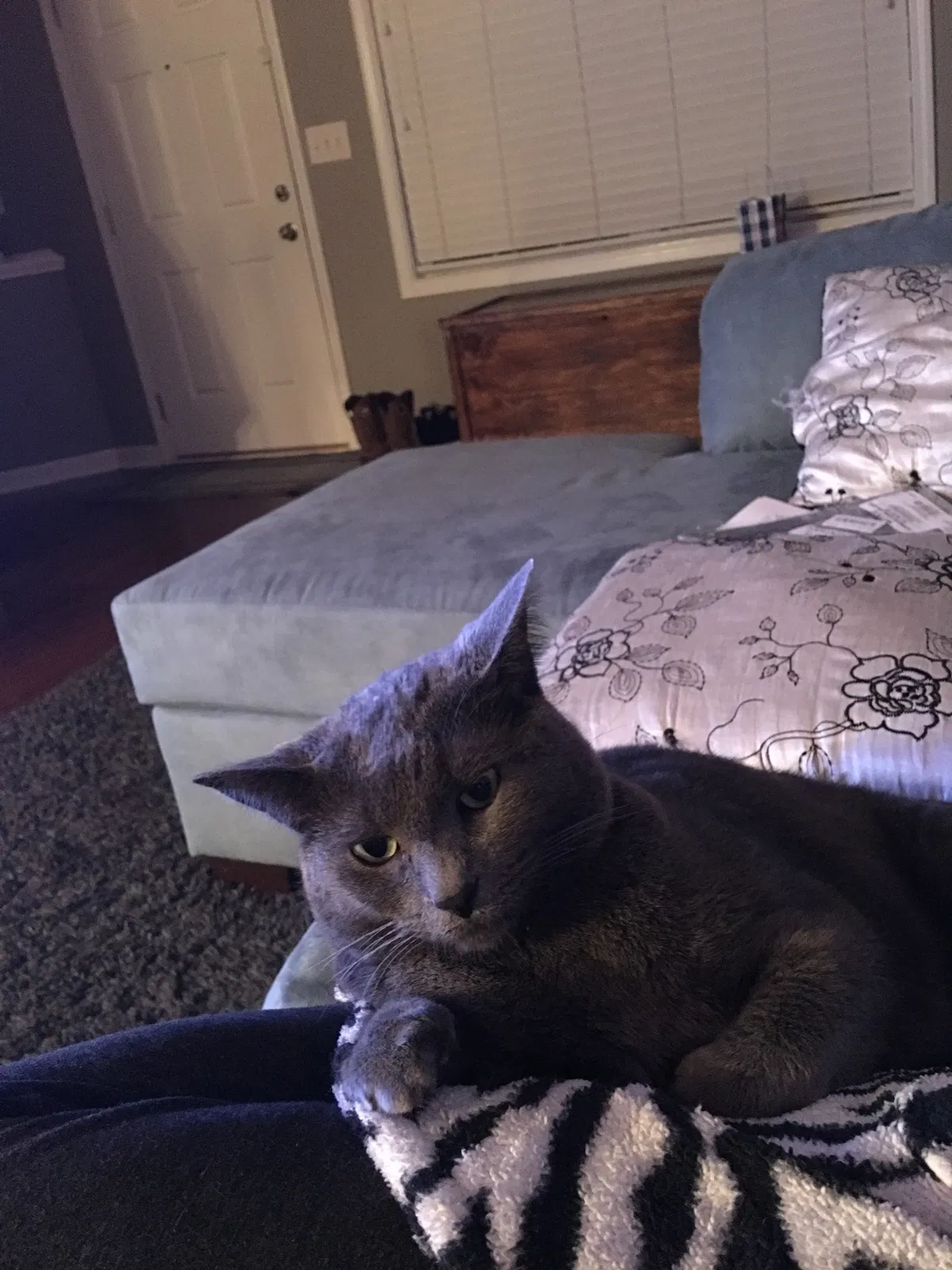Lost cat in Clarksville, TN, 37040