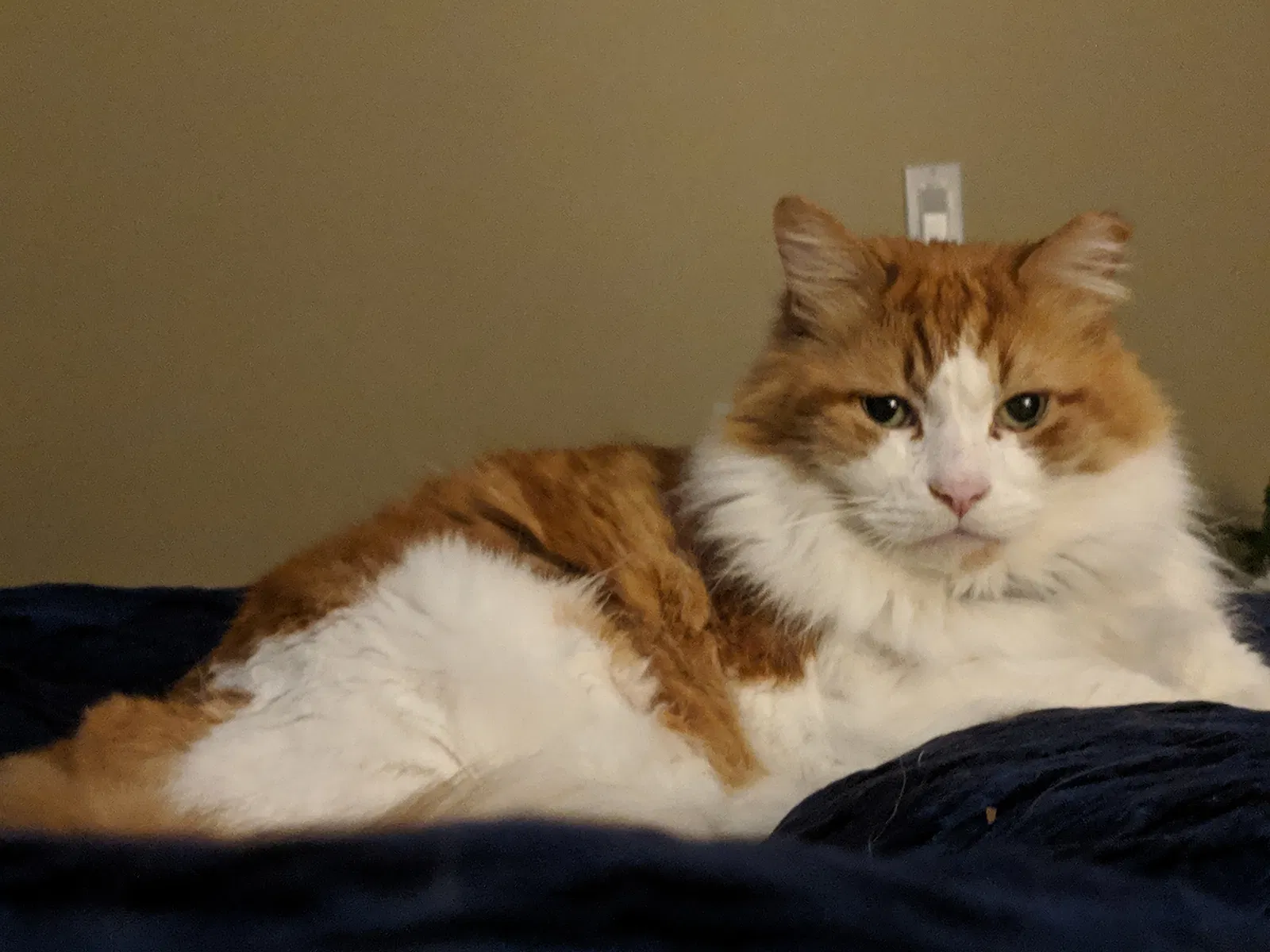 Lost cat in North Bend, WA, 98045