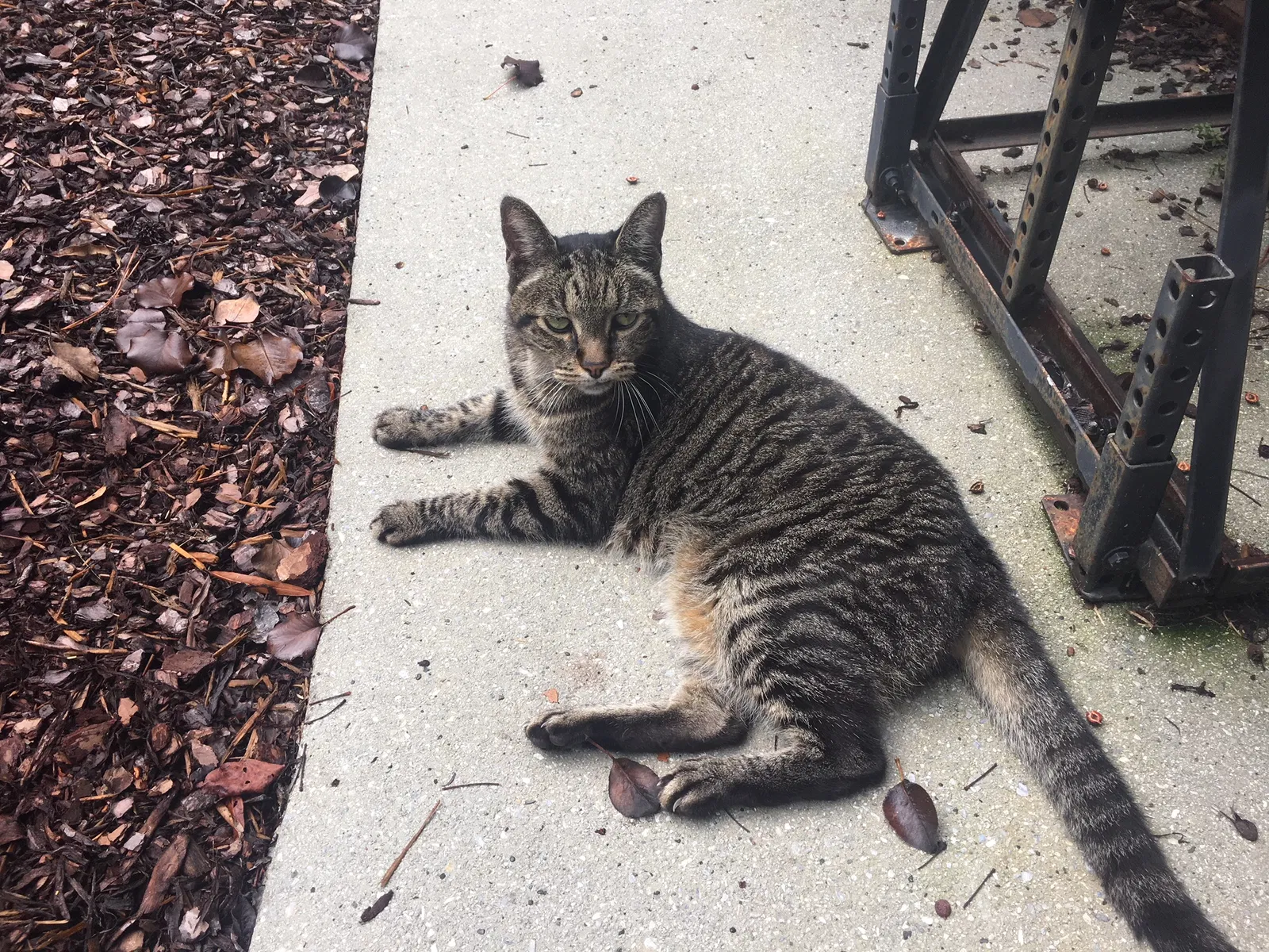 Lost cat in Wilmington, NC, 28409