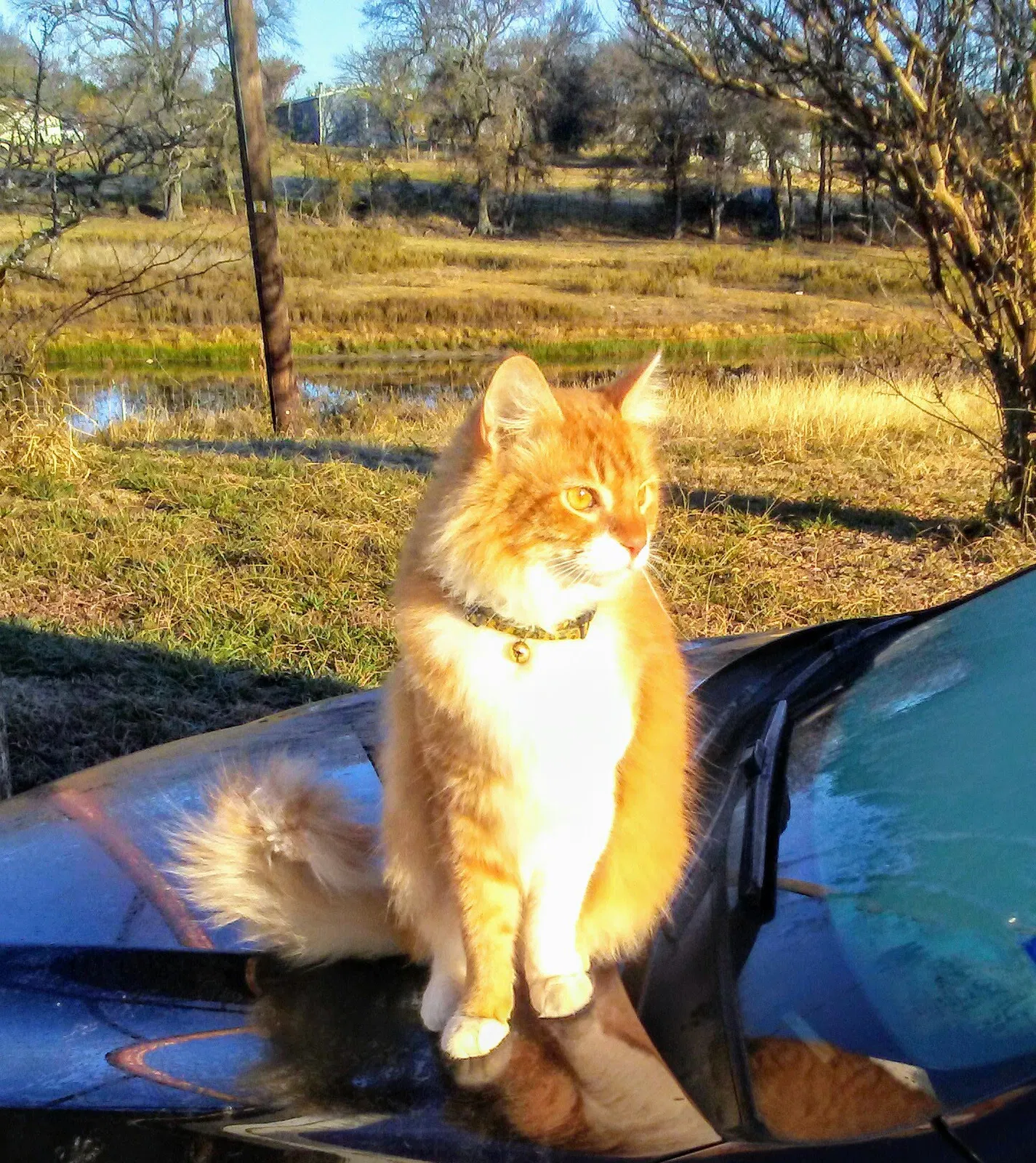 Lost cat in Princeton, TX, 75407