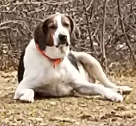 Lost dog in Airville, PA, 17302