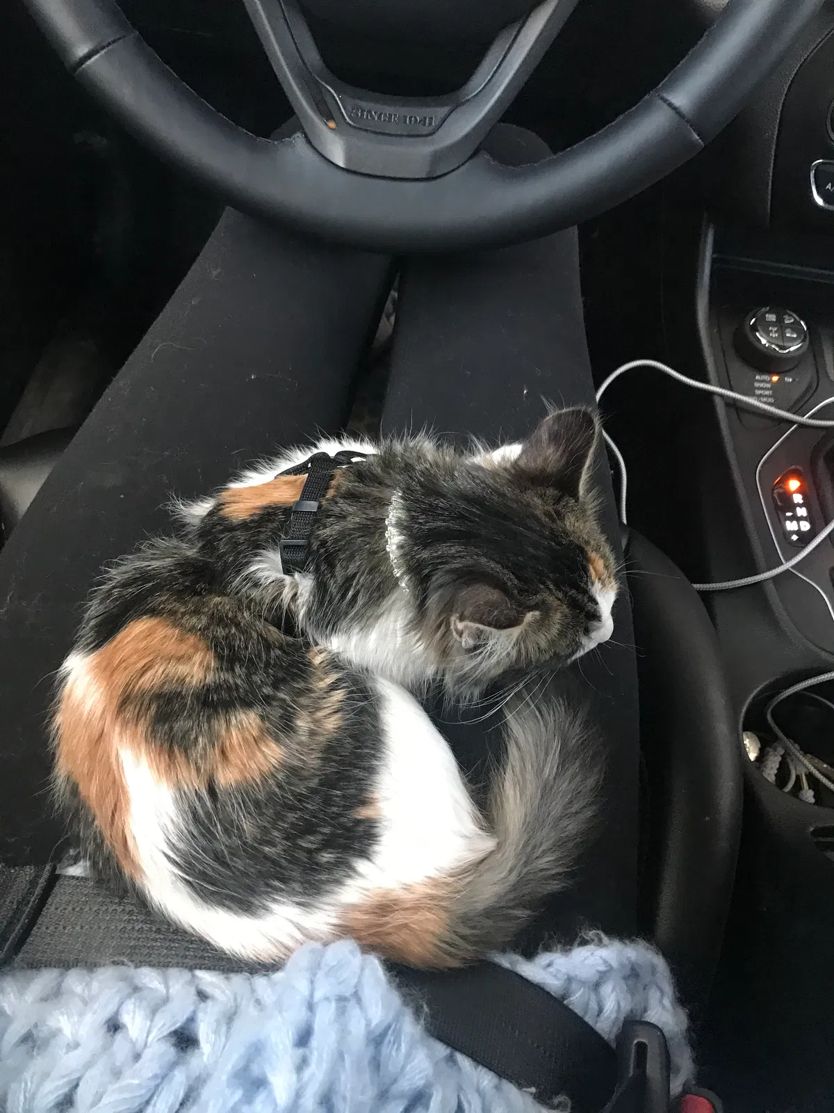 Lost cat in Boulder, CO, 80302