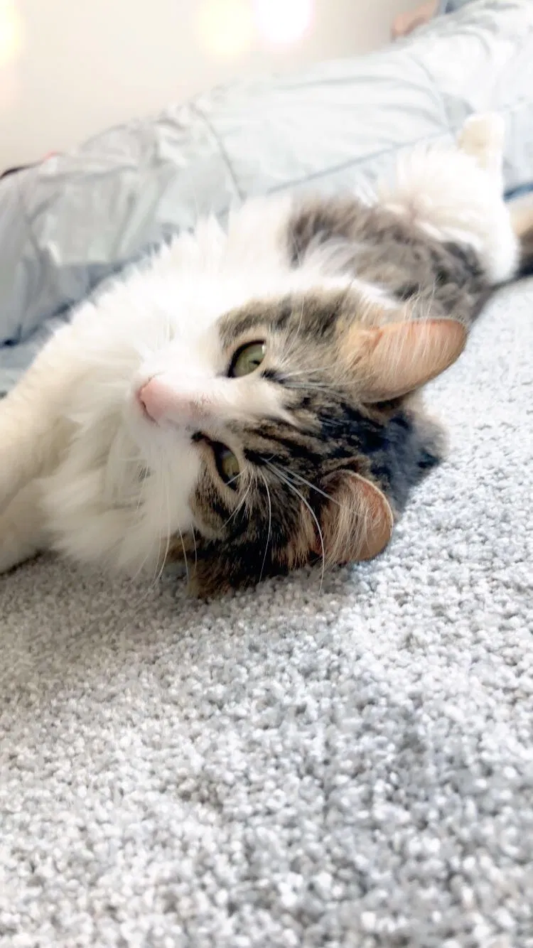 Lost cat in Thornton, CO, 80241