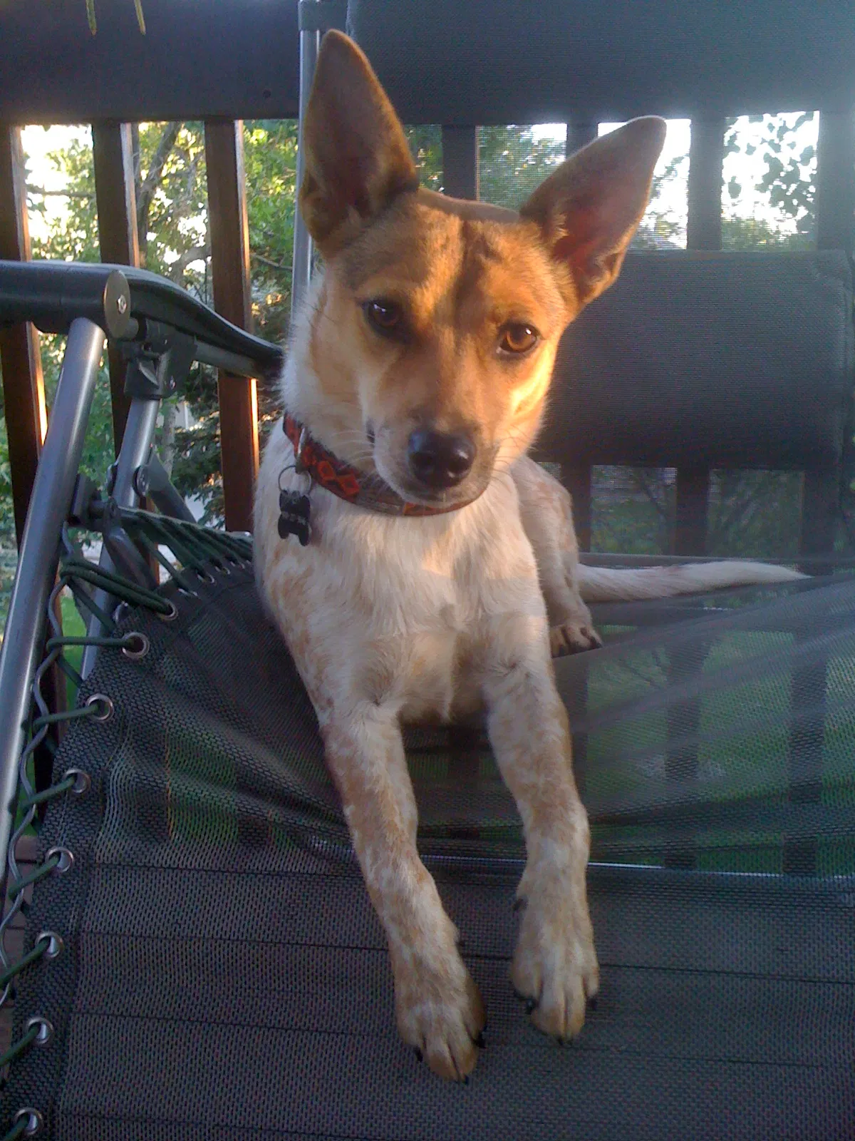 Lost dog in Fort Collins, CO, 80524