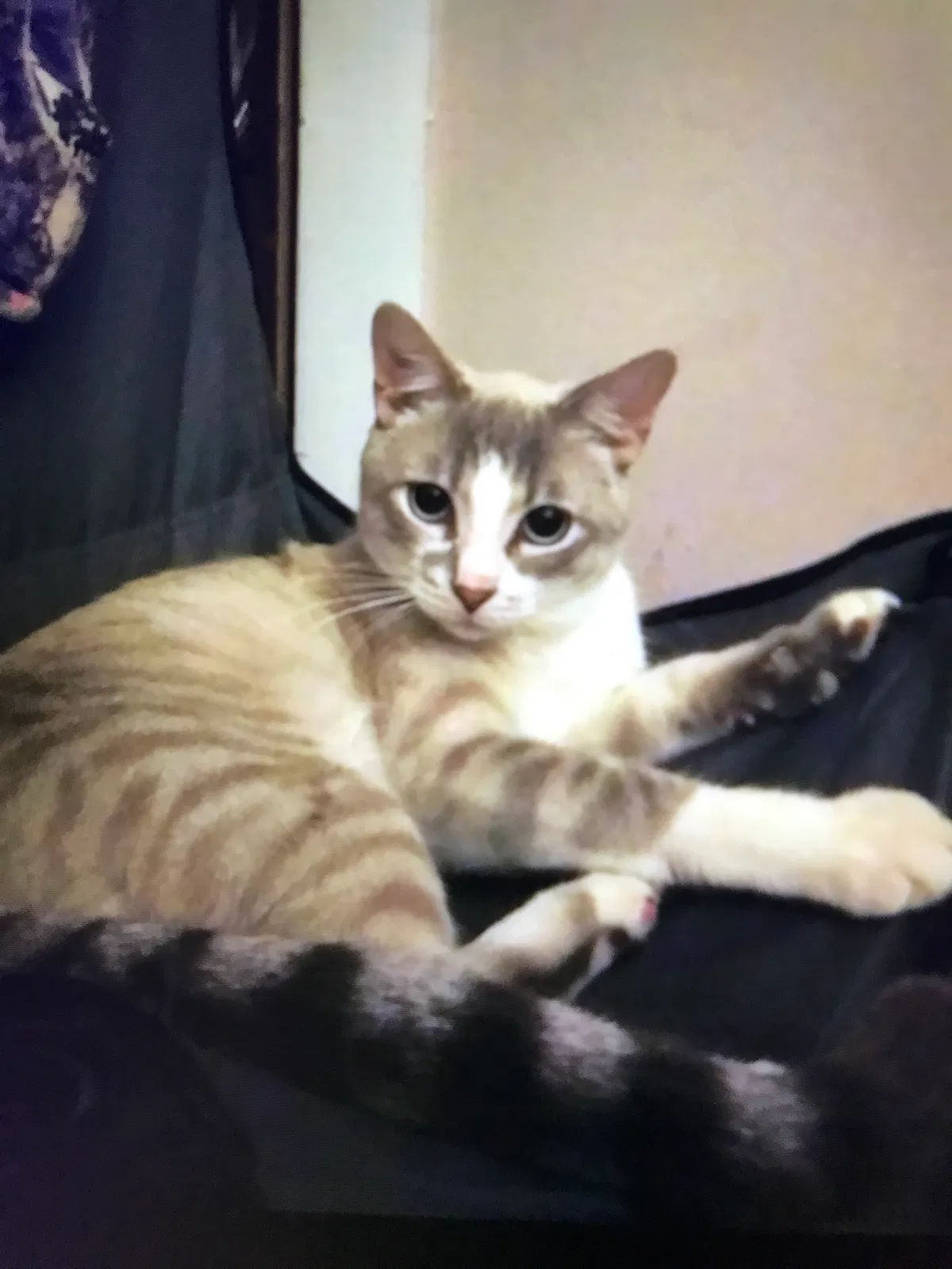 Lost cat in Chicago, IL, 60625