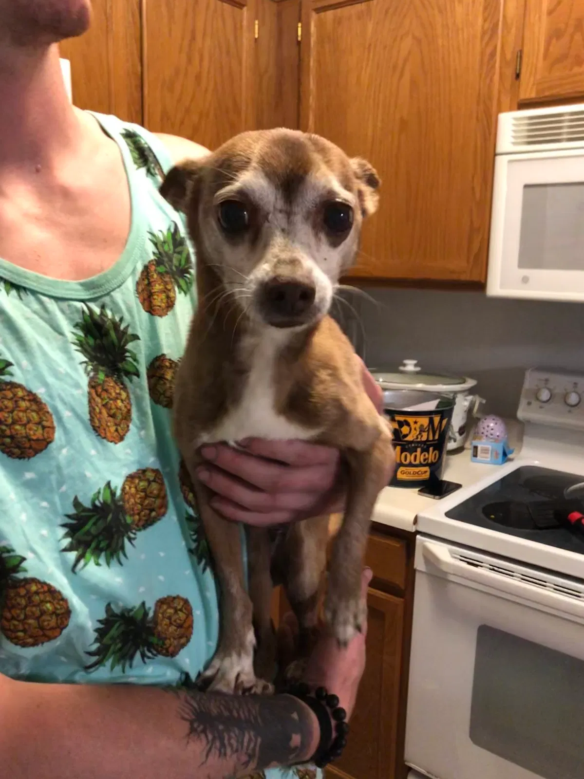 Found dog in Thornton, CO, 80241