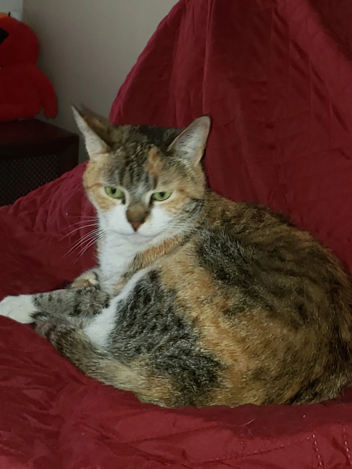 Lost cat in Rochelle Park, NJ, 7662