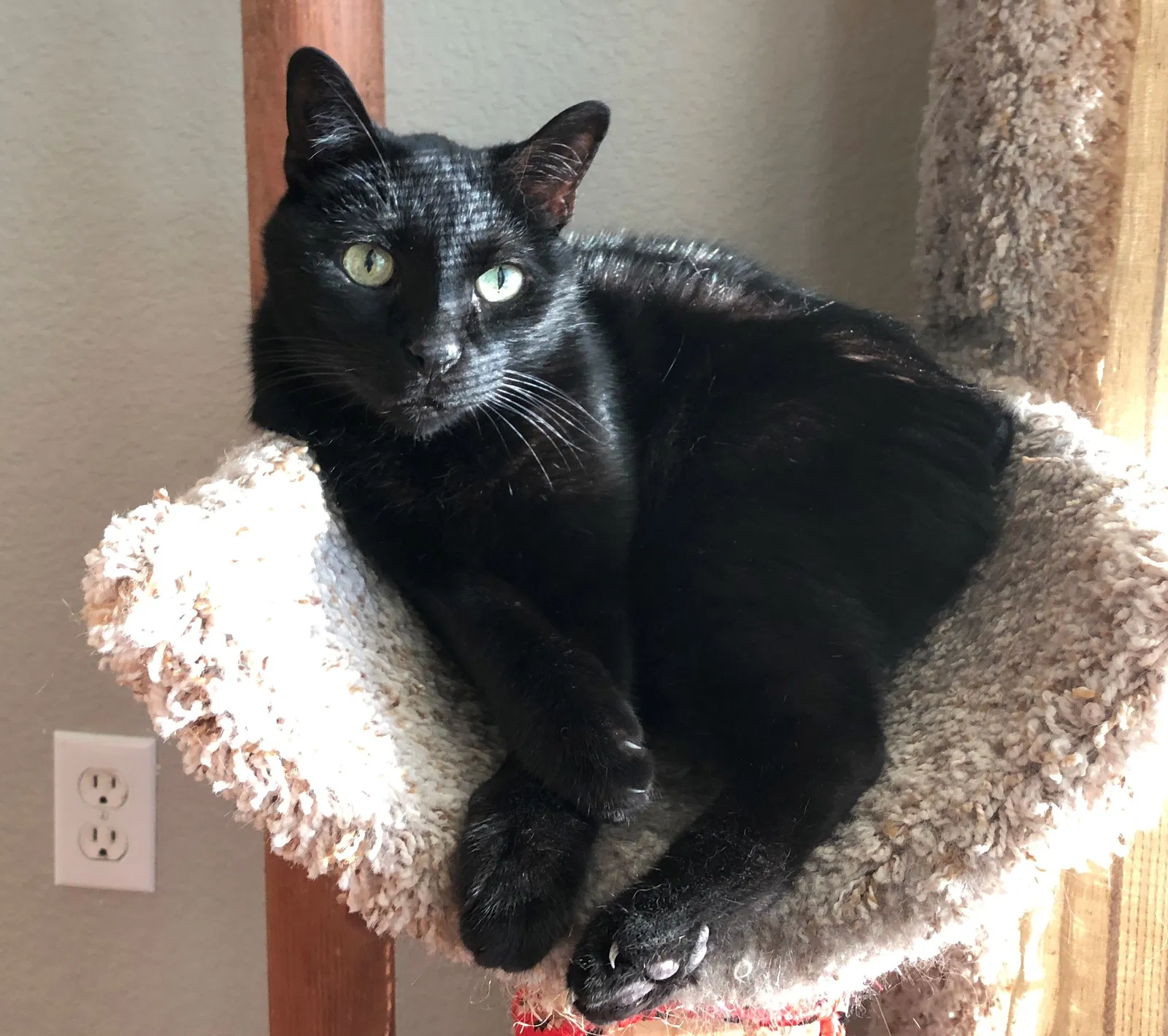 Lost cat in Cleburne, TX, 76033