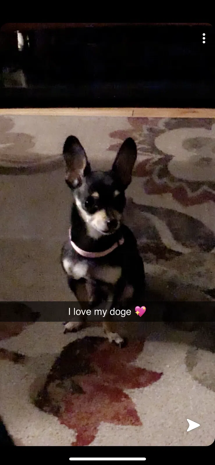 Lost dog in Milwaukee, WI, 53209