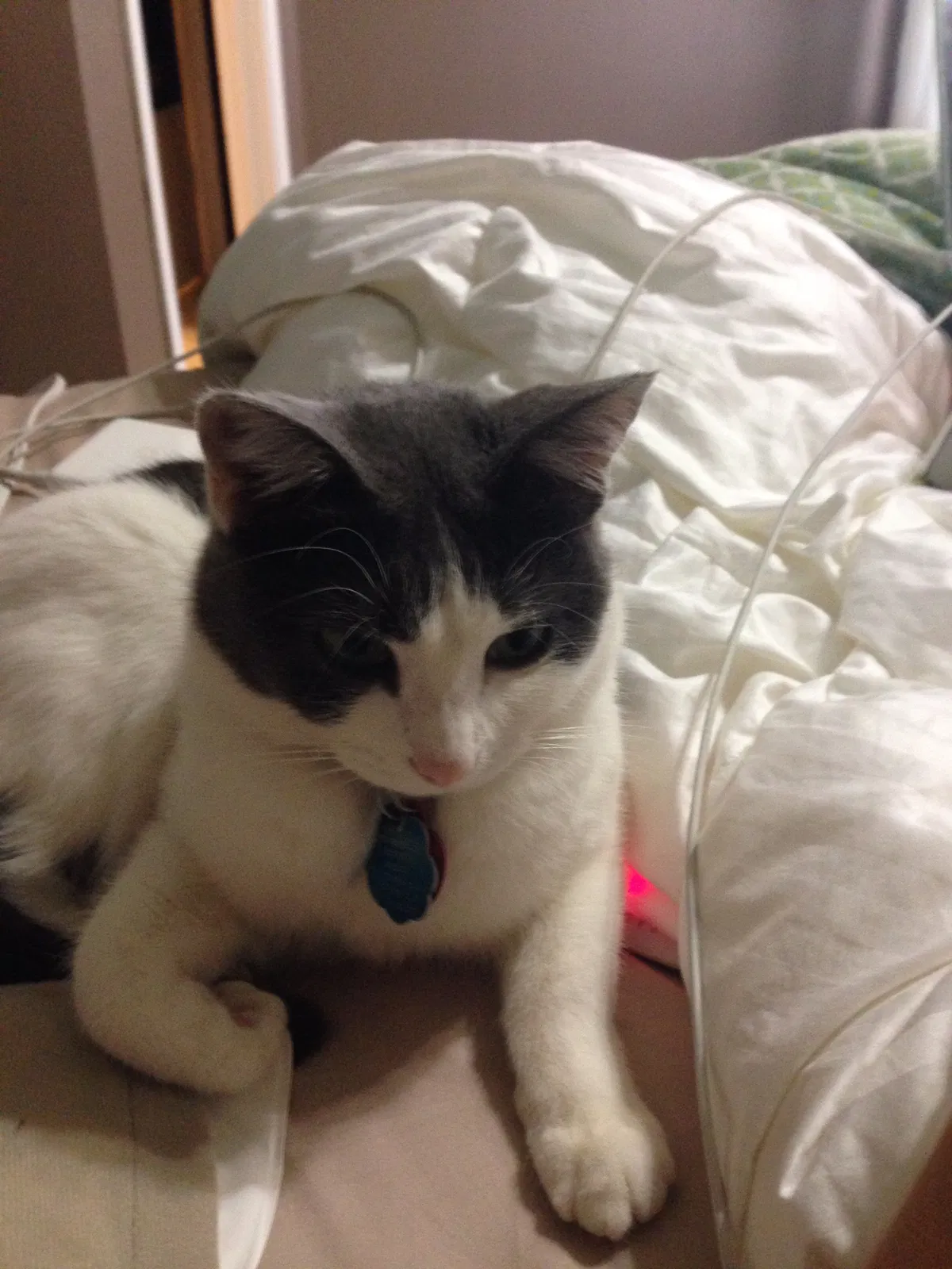 Lost cat in Midland, TX, 79707