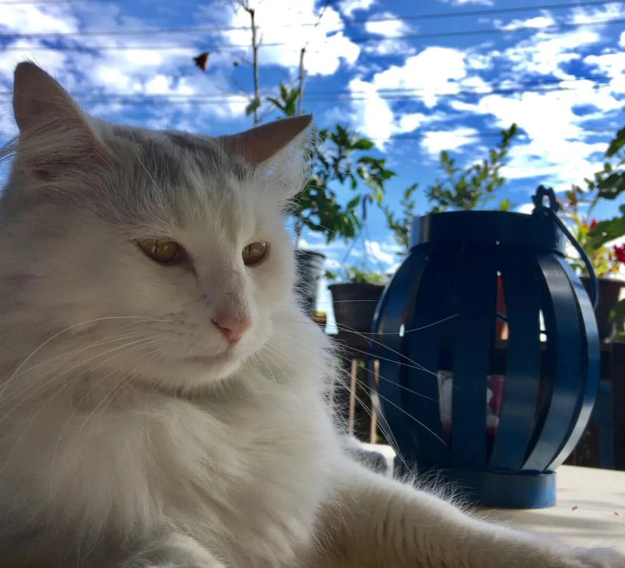 Lost cat in Costa Mesa, CA, 92626