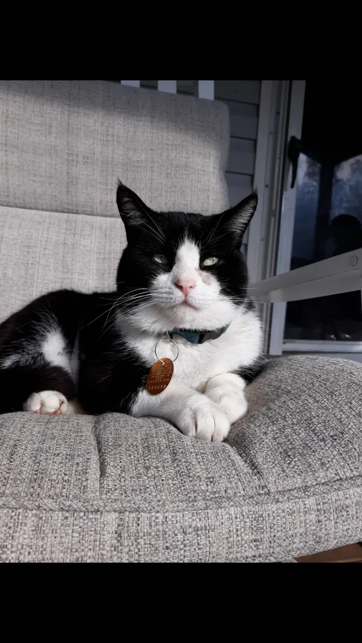 Lost cat in Suffolk, VA, 23438