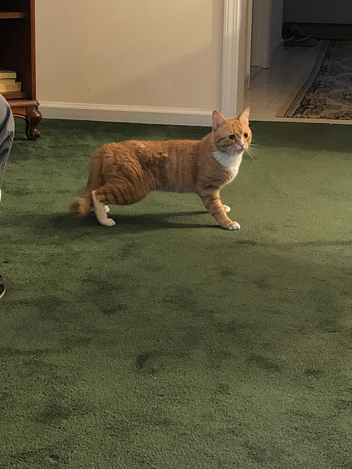 Lost cat in White Plains, NY, 10607