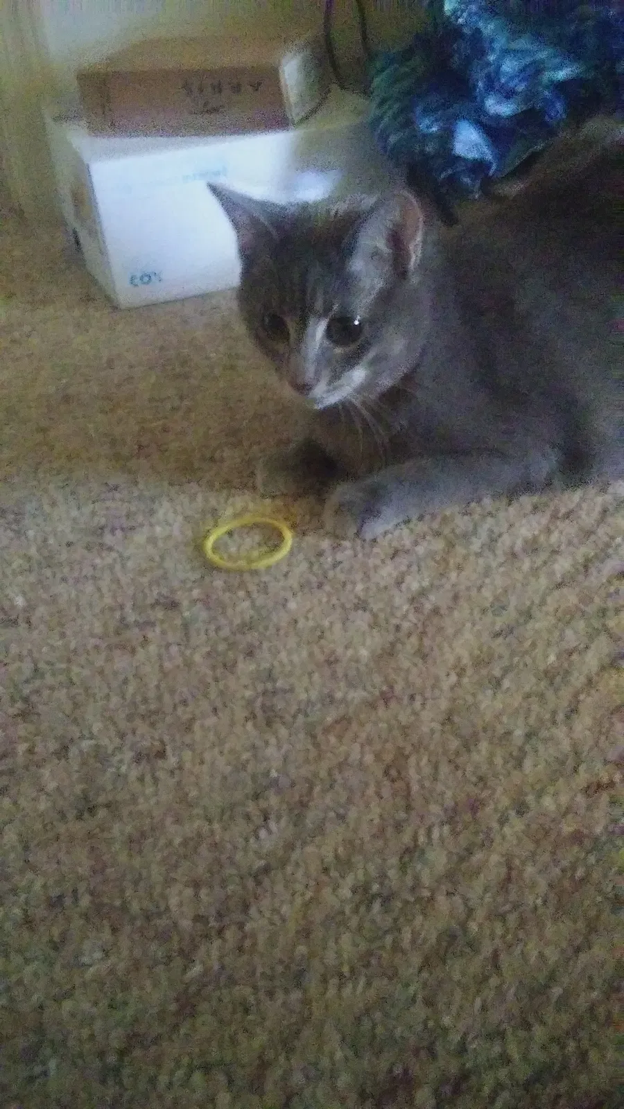 Lost cat in Fayetteville, AR, 72703
