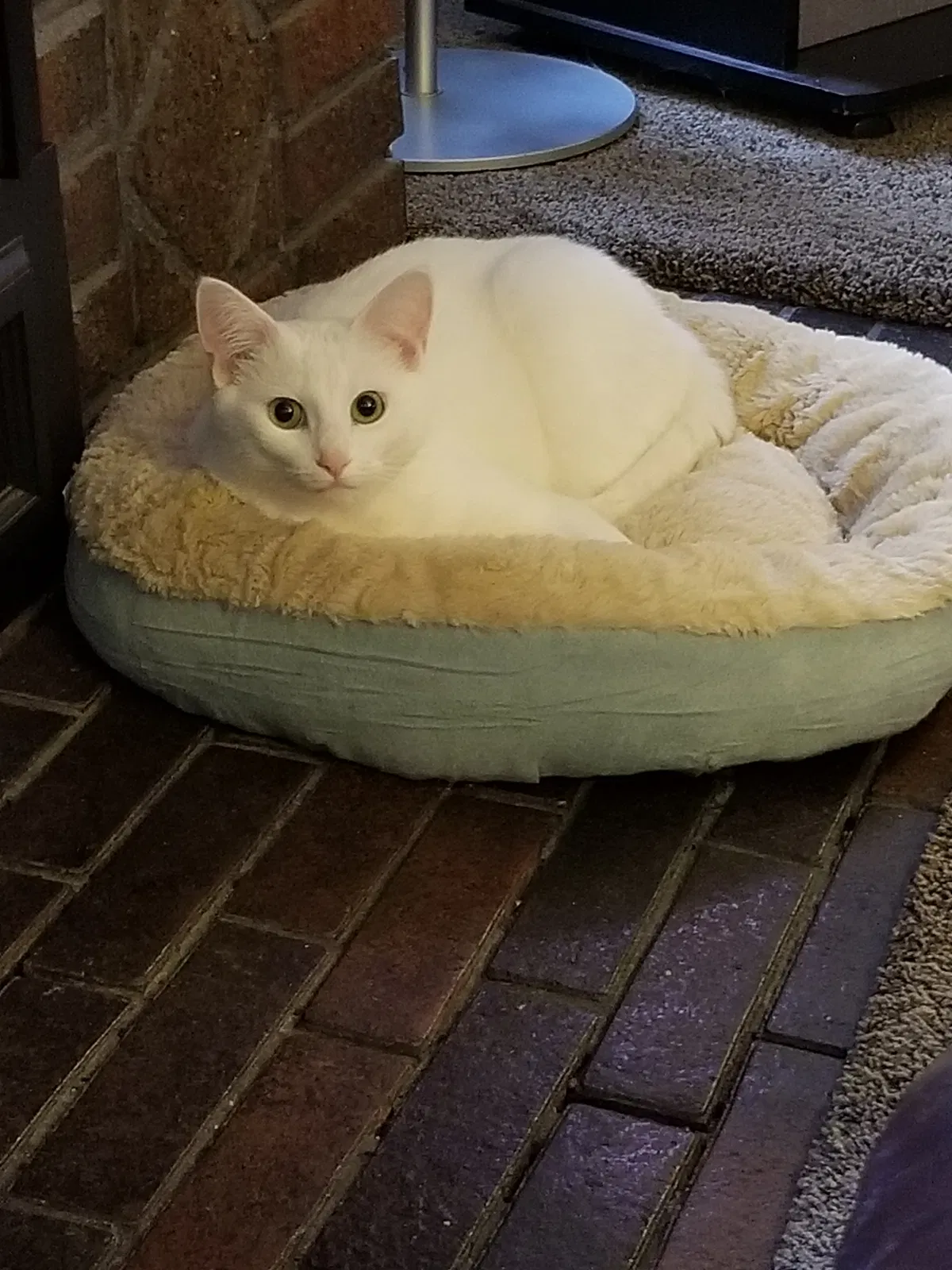 Lost cat in Lexington, KY, 40515