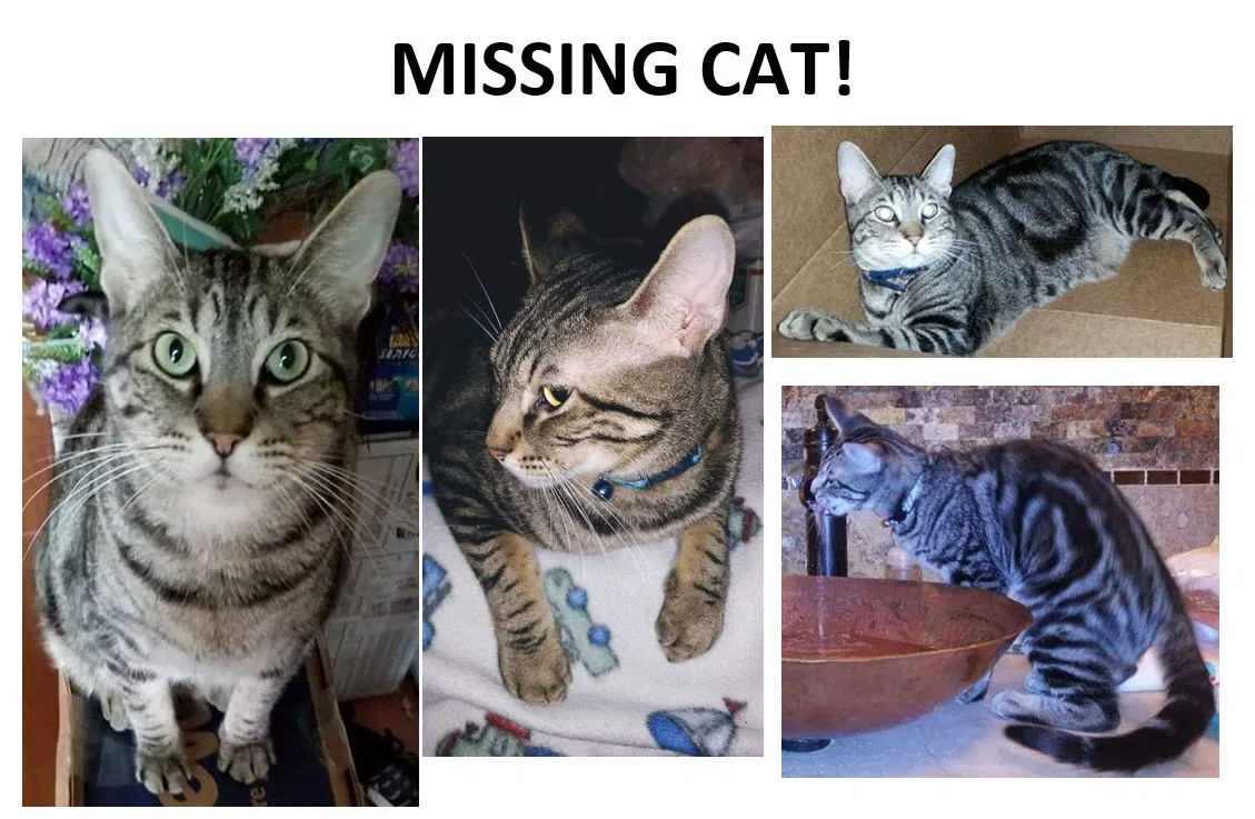Lost cat in Kingwood, TX, 77339