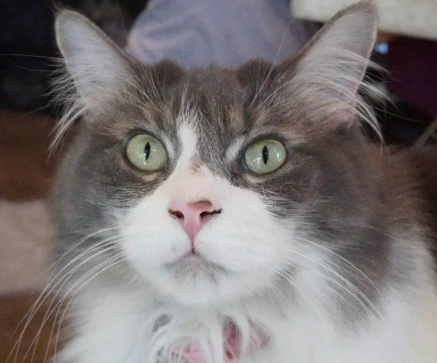 Lost cat in Fullerton, CA, 92833