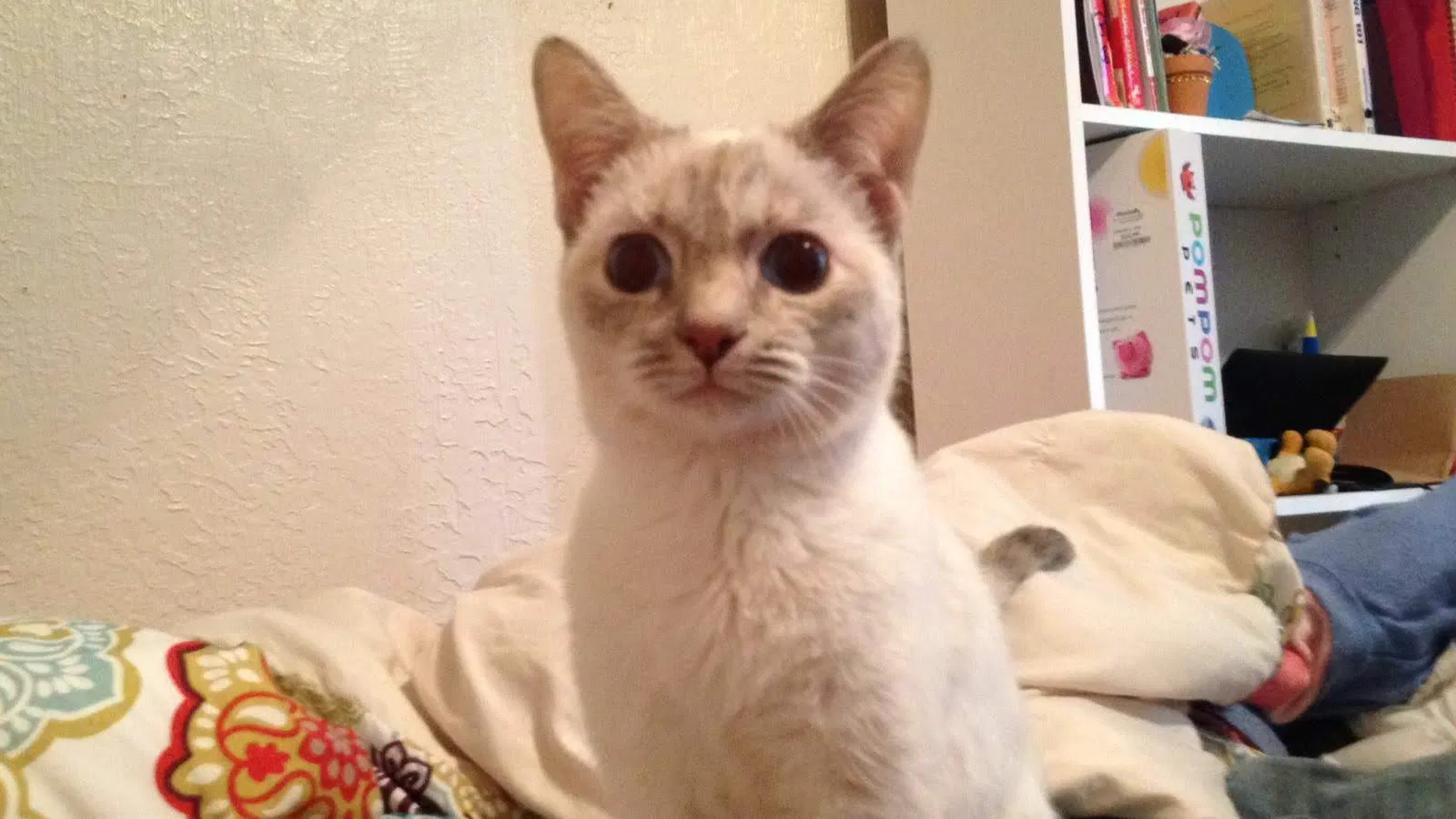 Lost cat in El Paso, TX, 79902