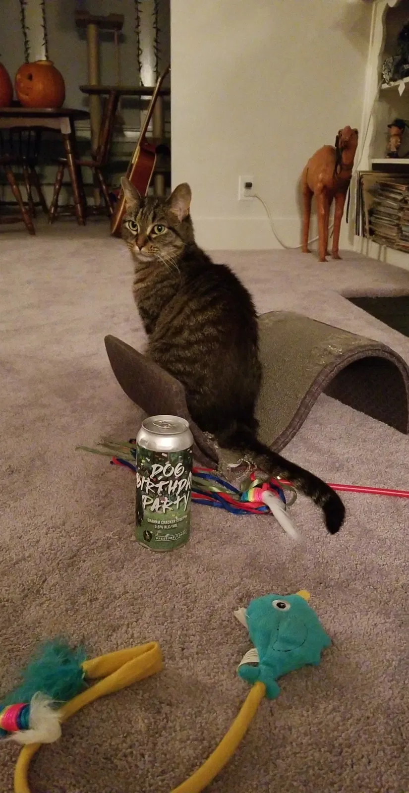 Lost cat in Buffalo, NY, 14216