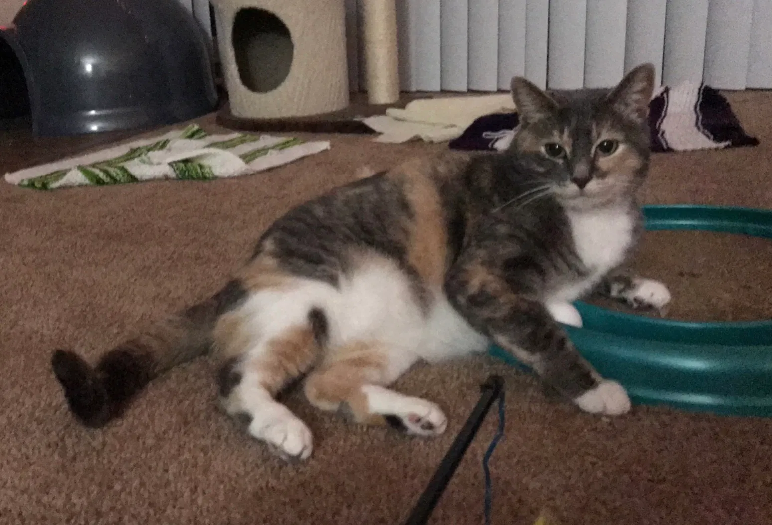 Lost cat in Winter Springs, FL, 32708