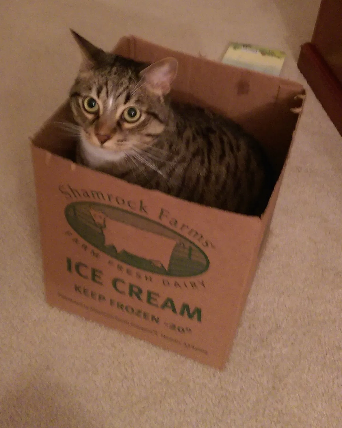 Lost cat in Brighton, CO, 80602