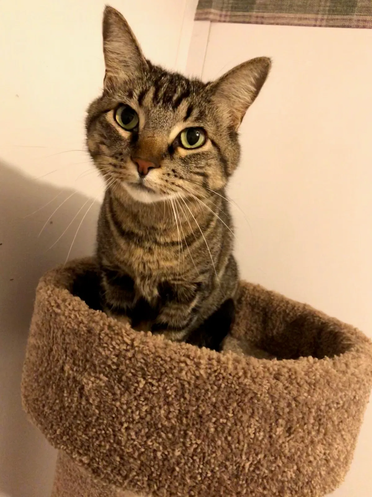 Lost cat in Midland, TX, 79705