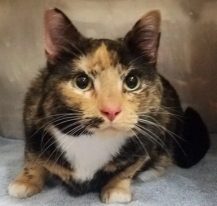 Lost cat in Goodlettsville, TN, 37072