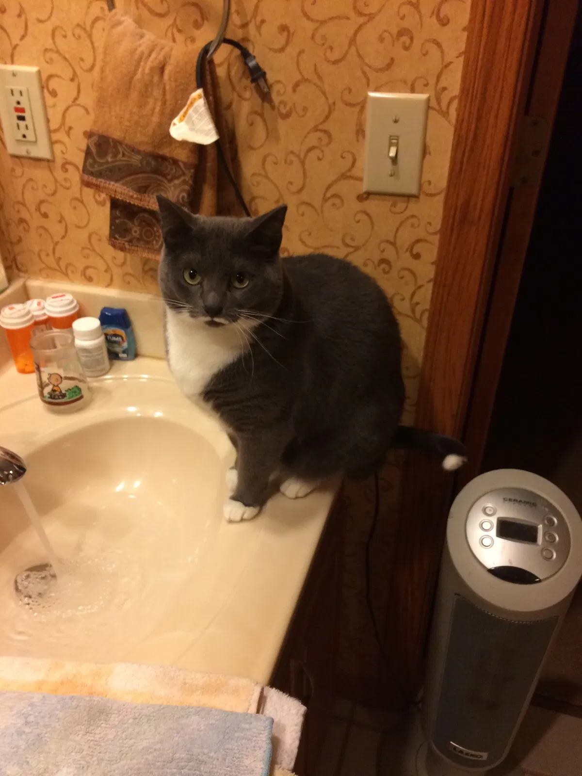 Lost cat in Las Vegas, NV, 89122