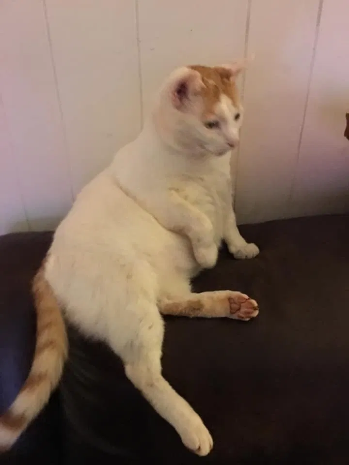 Lost cat in Spartanburg, SC, 29303