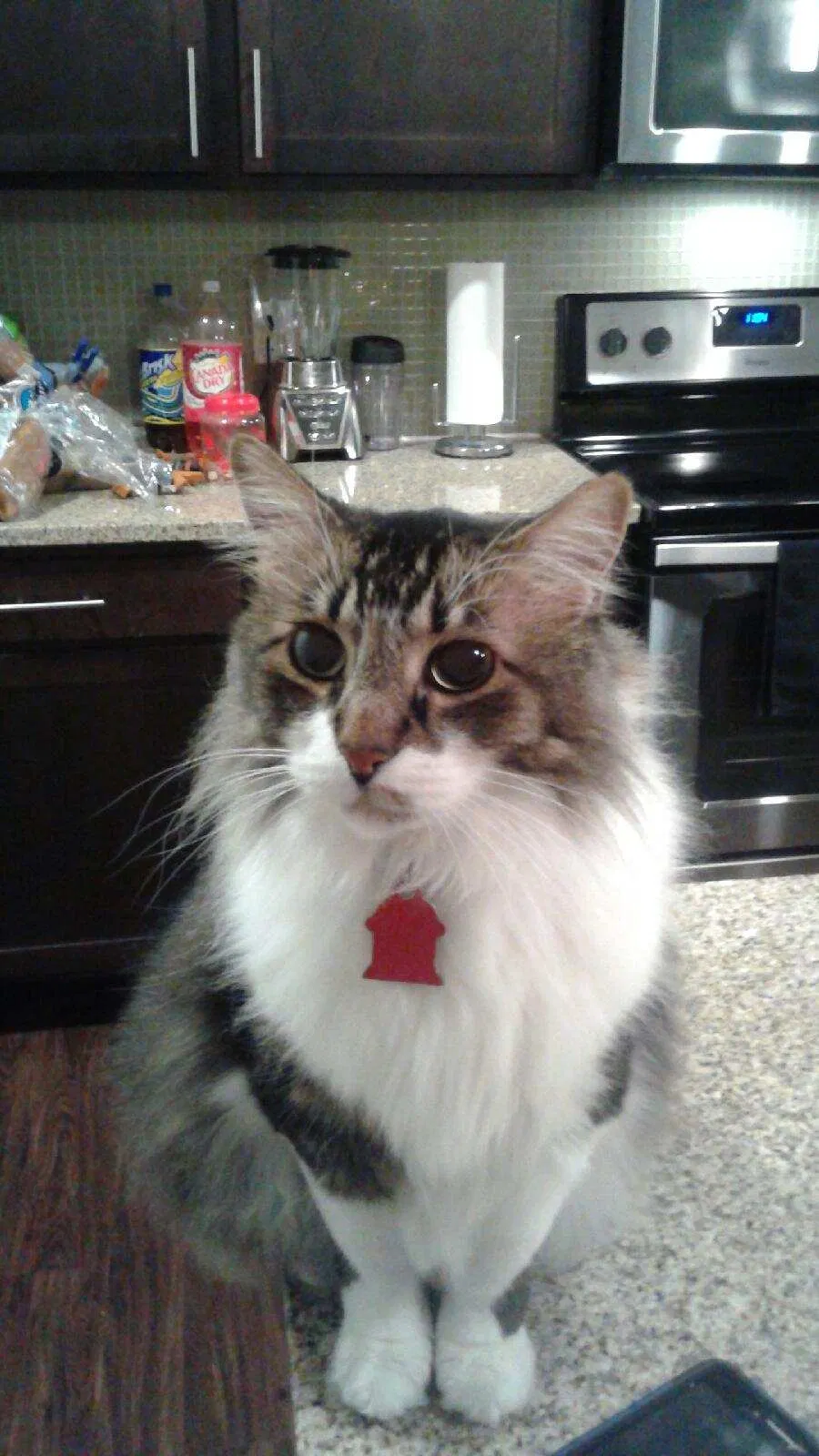 Lost cat in Richmond, TX, 77406